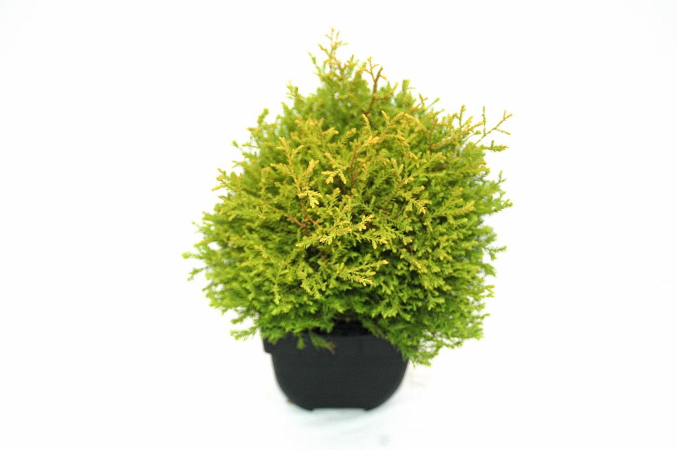 Thuja occ. 'Rheingold' - C2